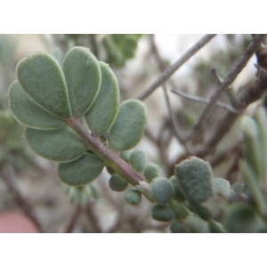 Coronilla sp.