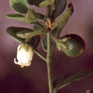 Photographie n°218884 du taxon Salpichroa origanifolia (Lam.) Baill. [1888]