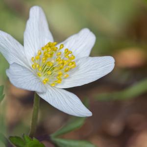 Photographie n°218886 du taxon Anemone nemorosa L. [1753]