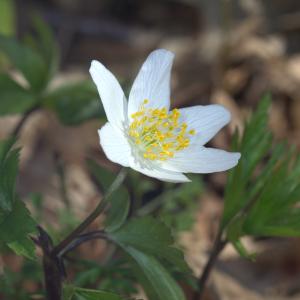 Photographie n°218887 du taxon Anemone nemorosa L. [1753]