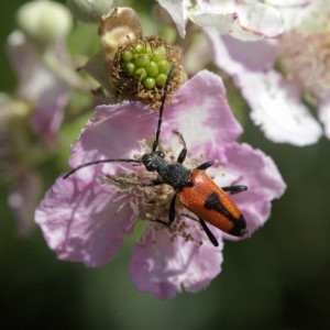 Photographie n°218890 du taxon Rubus ulmifolius Schott [1818]