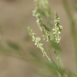 Photographie n°218899 du taxon Melilotus albus Medik. [1787]