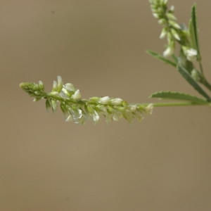 Photographie n°218900 du taxon Melilotus albus Medik. [1787]