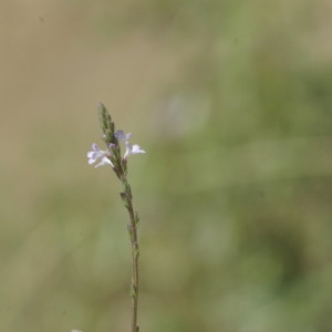 Photographie n°218902 du taxon Verbena officinalis L. [1753]