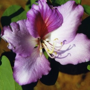  - Bauhinia variegata L. [1753]