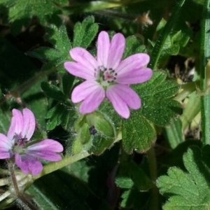 Photographie n°218959 du taxon Geranium molle L. [1753]