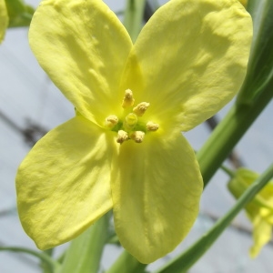 Brassica oleracea subsp. fruticosa var. viridis (L.) Lambinon