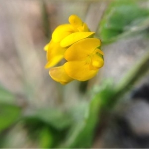 Photographie n°218969 du taxon Medicago arabica (L.) Huds. [1762]