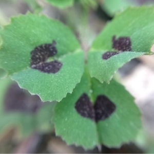 Photographie n°218970 du taxon Medicago arabica (L.) Huds. [1762]