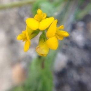 Photographie n°218972 du taxon Medicago arabica (L.) Huds. [1762]