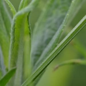 Photographie n°219108 du taxon Vicia cracca L. [1753]