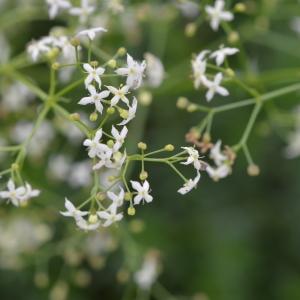 Photographie n°219111 du taxon Galium lucidum All. [1773]