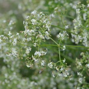 Photographie n°219113 du taxon Galium lucidum All. [1773]