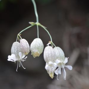 Photographie n°219126 du taxon Silene vulgaris (Moench) Garcke [1869]