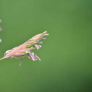 Photographie n°219132 du taxon Dactylis glomerata L. [1753]