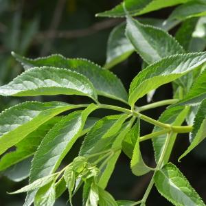 Photographie n°219136 du taxon Sambucus nigra L. [1753]