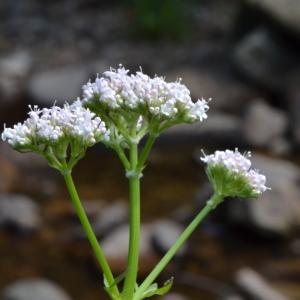 Photographie n°219144 du taxon Valeriana officinalis L. [1753]