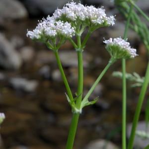 Photographie n°219145 du taxon Valeriana officinalis L. [1753]