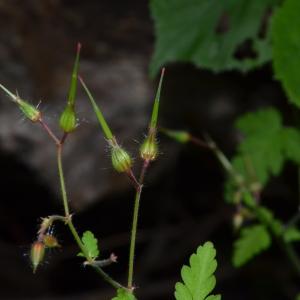 Photographie n°219148 du taxon Geranium robertianum L. [1753]