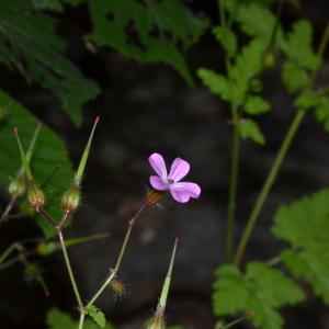 Photographie n°219150 du taxon Geranium robertianum L. [1753]