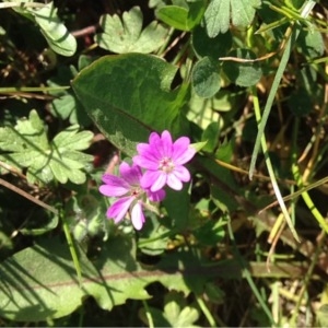 Photographie n°219329 du taxon Geranium molle L. [1753]