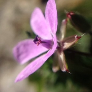 Photographie n°219333 du taxon Erodium acaule (L.) Bech. & Thell. [1928]