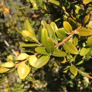 Photographie n°219458 du taxon Buxus sempervirens L.