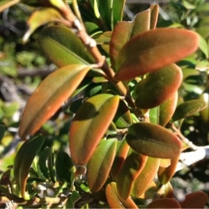 Photographie n°219460 du taxon Buxus sempervirens L.