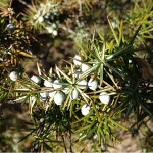 Photographie n°219467 du taxon Juniperus communis L. [1753]