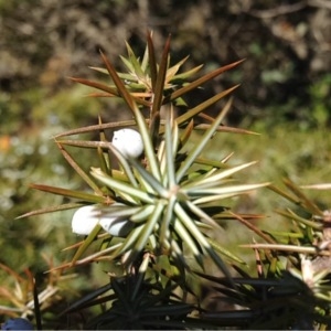 Photographie n°219468 du taxon Juniperus communis L. [1753]