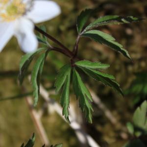 Photographie n°219588 du taxon Anemone nemorosa L. [1753]