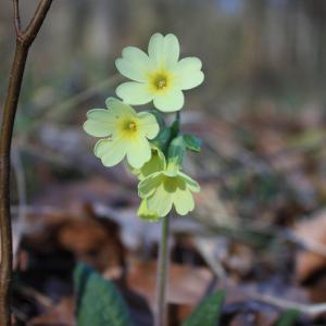 Photographie n°219591 du taxon Primula elatior (L.) Hill [1765]