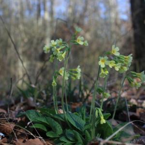 Photographie n°219593 du taxon Primula elatior (L.) Hill [1765]