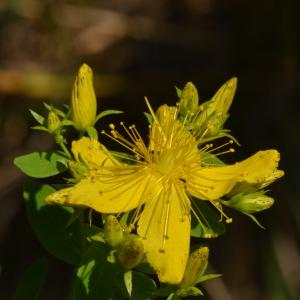 Photographie n°219626 du taxon Hypericum perforatum L. [1753]