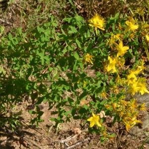 Photographie n°219627 du taxon Hypericum perforatum L. [1753]