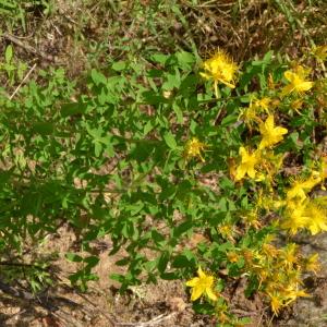 Photographie n°219628 du taxon Hypericum perforatum L. [1753]