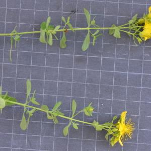 Photographie n°219644 du taxon Hypericum perforatum L. [1753]