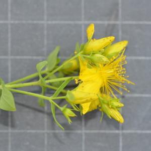 Photographie n°219645 du taxon Hypericum perforatum L. [1753]