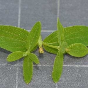 Photographie n°219646 du taxon Hypericum perforatum L. [1753]