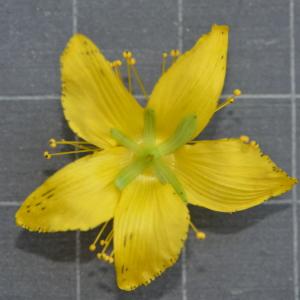 Photographie n°219647 du taxon Hypericum perforatum L. [1753]