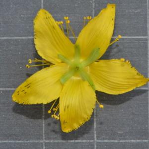 Photographie n°219648 du taxon Hypericum perforatum L. [1753]