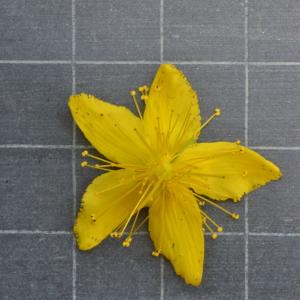 Photographie n°219649 du taxon Hypericum perforatum L. [1753]