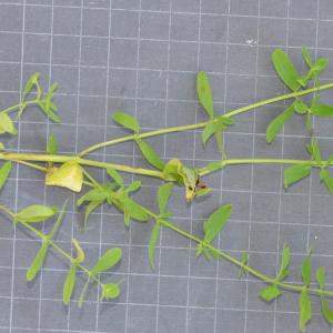 Photographie n°219650 du taxon Hypericum perforatum L. [1753]