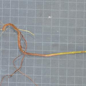 Photographie n°219652 du taxon Hypericum perforatum L. [1753]