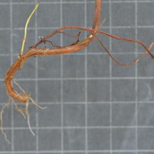 Photographie n°219653 du taxon Hypericum perforatum L. [1753]