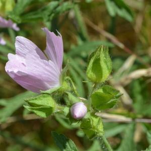 Photographie n°219678 du taxon Malva moschata L. [1753]