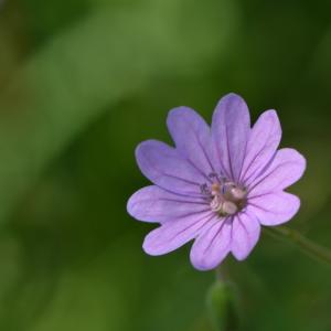 Photographie n°219683 du taxon Geranium molle L. [1753]