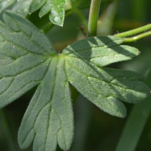 Photographie n°219685 du taxon Geranium molle L. [1753]