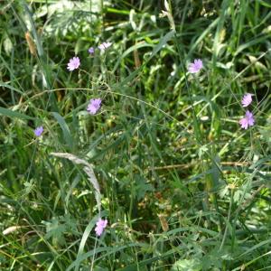 Photographie n°219686 du taxon Geranium molle L. [1753]