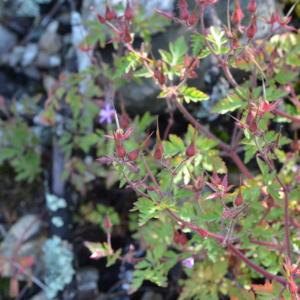 Photographie n°219687 du taxon Geranium robertianum L.